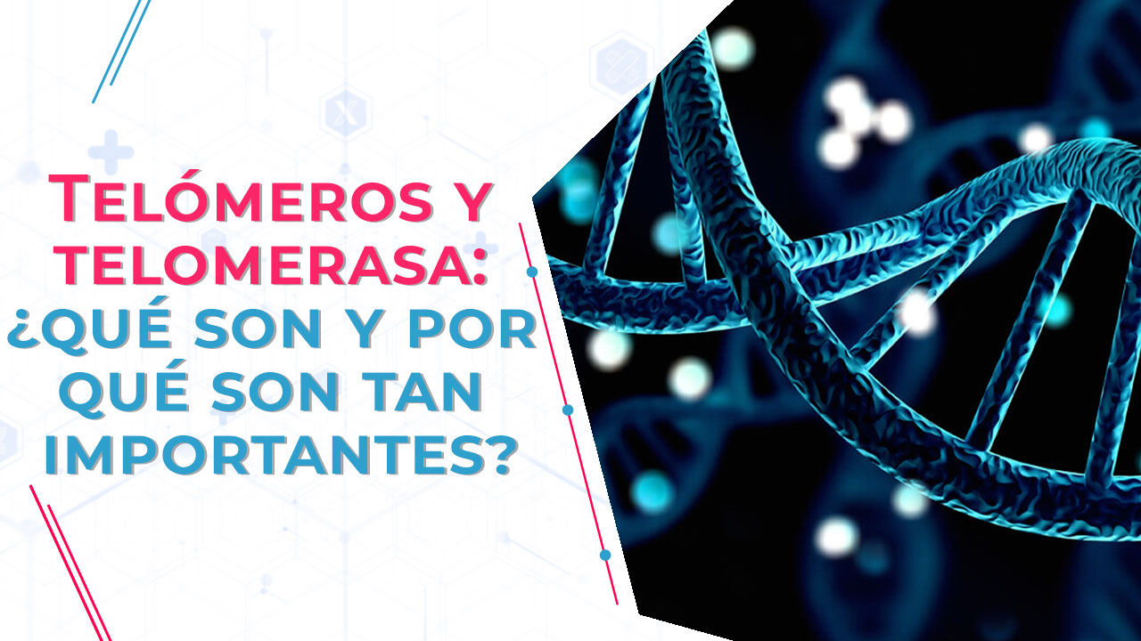 Imagen de Telómeros y telomerasa: ¿qué son y por qué son tan importantes?