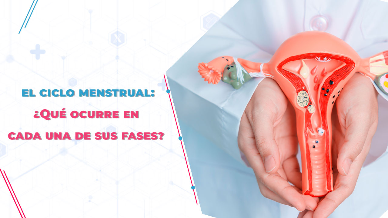 Imagen de El clico menstrual: ¿qué ocurre en cada una de sus fases? 
